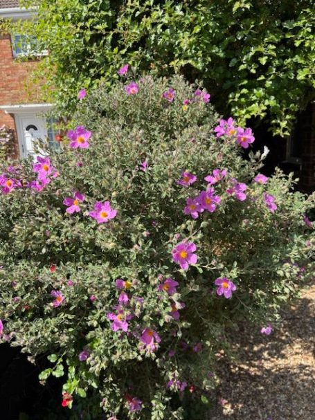 A flowering bush with vibrant pink flowers against a natural background.