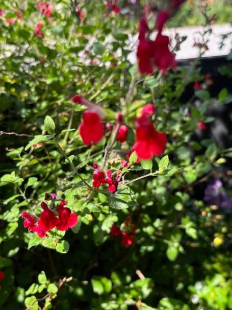 Bright red flowers blooming among lush green foliage in a garden setting.