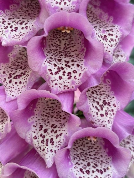 Close-up of delicate pink orchids with intricate speckled patterns.