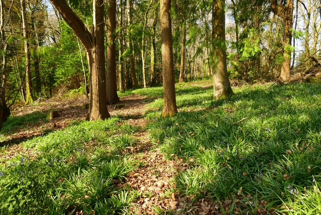 A sunlit forest path with tall trees and lush green grass.