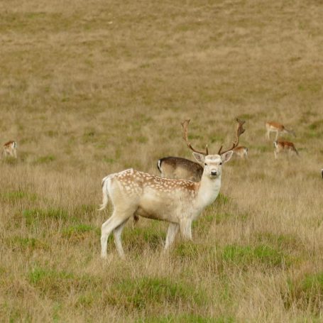 A deer standing in tall grass, with other deer in the background.