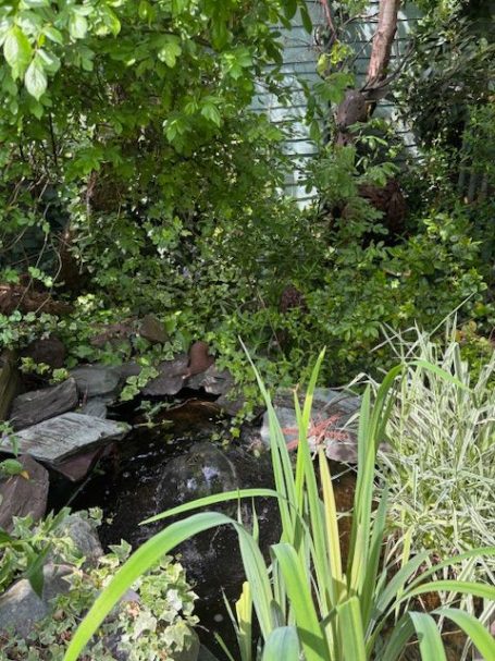 A secluded garden scene featuring a pond surrounded by lush greenery.