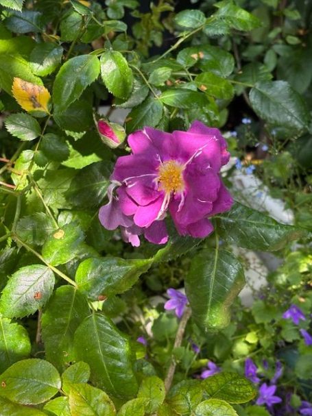 Vibrant pink flower amidst lush green leaves and small purple blossoms.