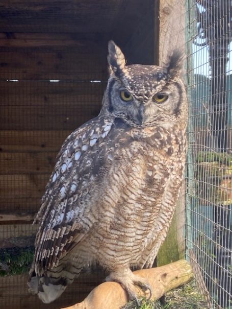 A grey owl with striking yellow eyes perched on a branch in its enclosure.