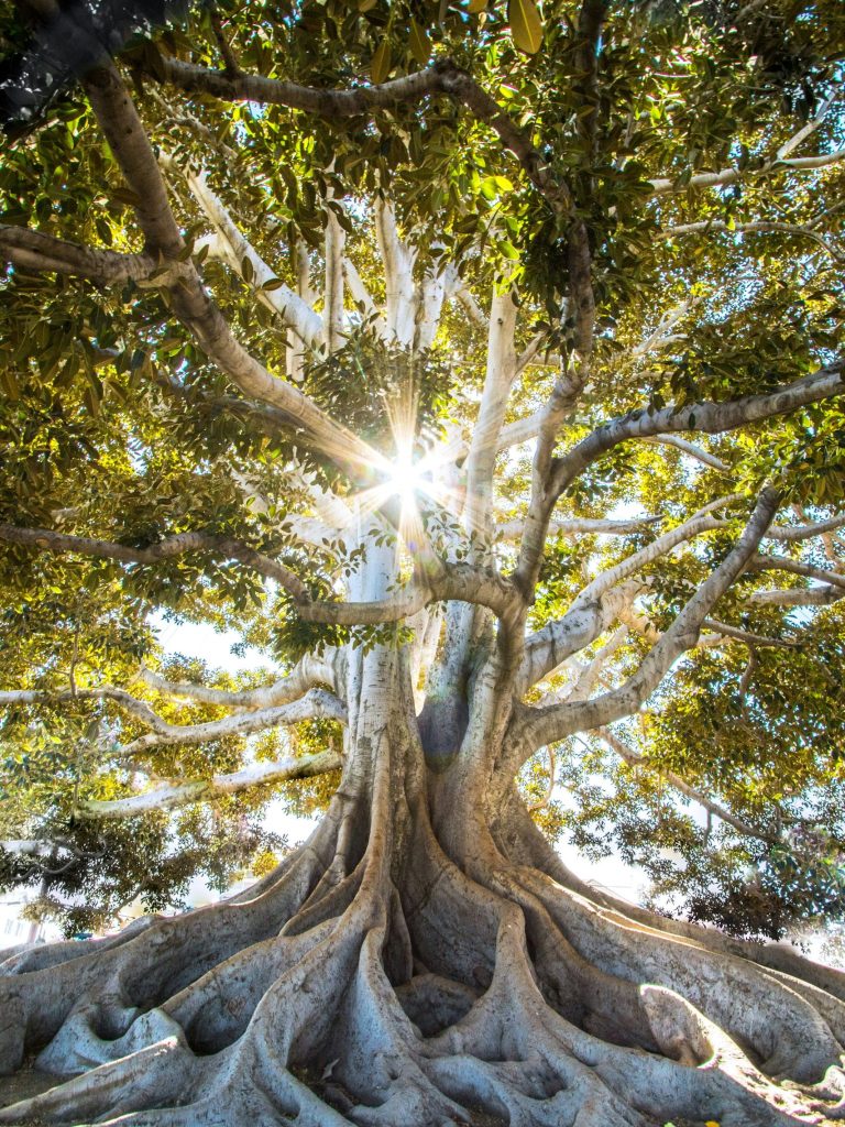 Online groups and circles A large tree with sprawling roots and sunlight filtering through its dense canopy.