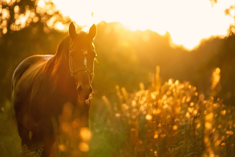 A horse standing in a sunlit field with golden light and blurred vegetation.