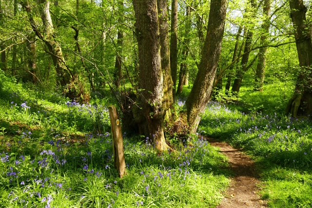 Lush woodland path with bluebells blooming among vibrant green foliage.