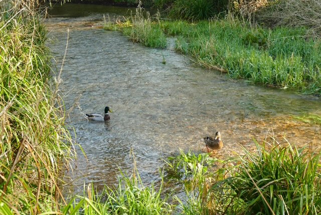 A duck swimming in a stream beside lush green grass.