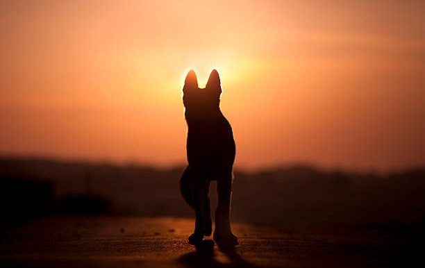 Silhouette of a dog against a sunset sky.