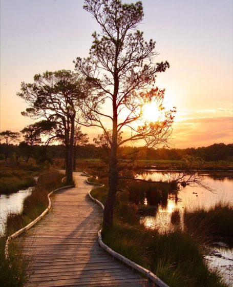 A wooden pathway through a marsh at sunset, flanked by trees and shimmering water.