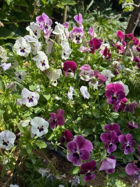 A vibrant mix of purple and white pansy flowers in a garden setting.
