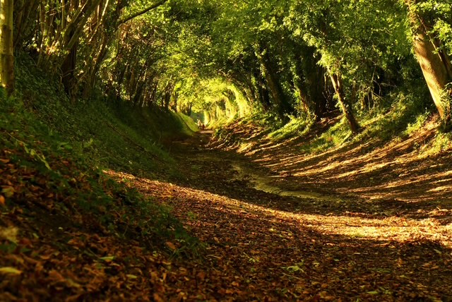 A winding woodland path covered with fallen leaves and dappled sunlight.