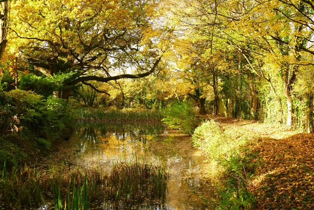 Autumn scene with a tranquil pond surrounded by golden foliage and trees.