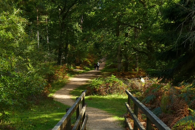 Pathway through a lush green forest, with a small wooden bridge.
