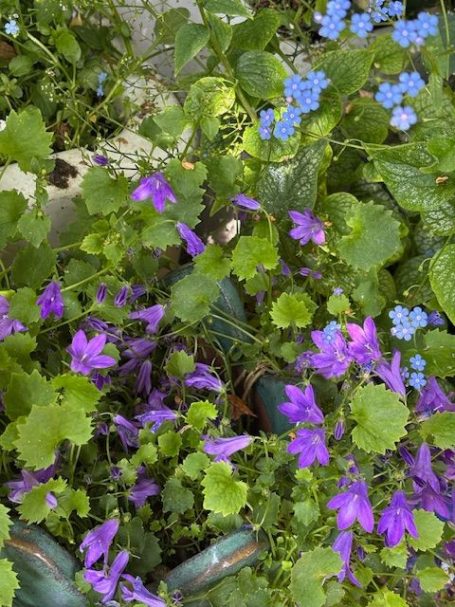 Vibrant purple and blue flowers among lush green foliage.